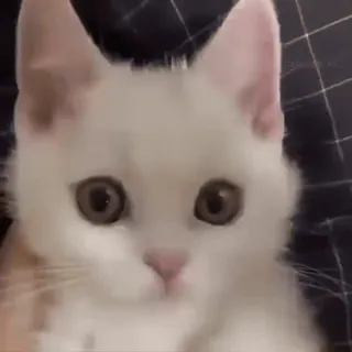 🫤 cat, kitten, white cat, cute, animal, pet, domestic animal telegram sticker