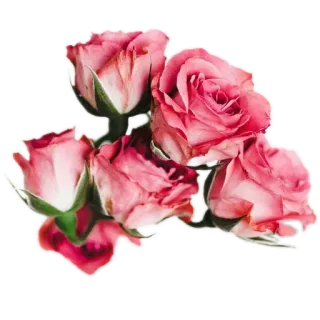 🌹 กุหลาบ, ดอกไม้, สีชมพู, ลายดอก, ธรรมชาติ, ช่อดอกไม้ telegram sticker