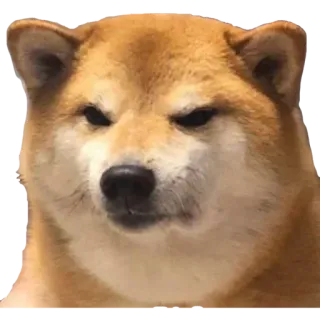 😾 dog, shiba inu, angry, meme telegram sticker