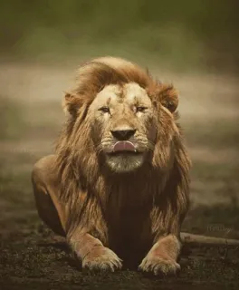 😛 лев, животное, дикая природа, кошка, африка, сафари telegram sticker