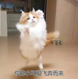 🤗 你的小可爱飞奔而来 gato, lindo, bailando, adorable, gatito, mascota telegram sticker
