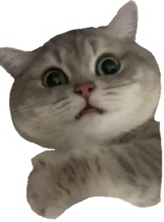 😧 kat, sticker, schattig, dier, huisdier telegram sticker