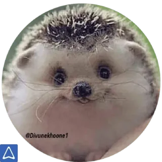 😇 @Divunekkhoone1 เม่น, น่ารัก, สัตว์, สัตว์เลี้ยงลูกด้วยนม, สัตว์ป่า, ธรรมชาติ telegram sticker