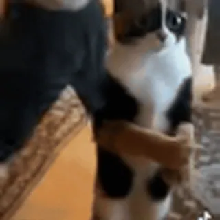 🤩