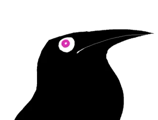 😍 pájaro, cuervo, cuervo, animal whatsapp sticker