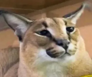 🌟 Floppa cat, meme, animal, big cat, caracal telegram sticker