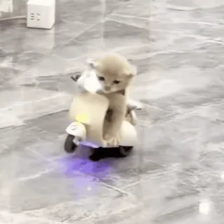 🤪 whatsapp sticker