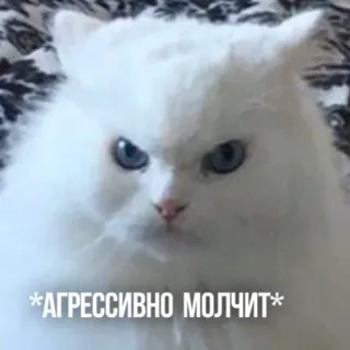 😠 *АГРЕССИВНО МОЛЧИТ* แมว, โกรธ, มีม, สัตว์, ตลก, ก้าวร้าว, เงียบ telegram sticker
