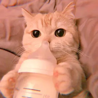 🥓 кот, котёнок, бутылочка, молоко, милый, животное, питомец telegram sticker