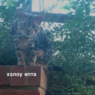 котеки @avekovalenko whatsapp stickers