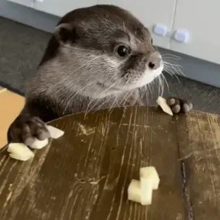 😦 loutre, animal, mignon, manger, table, mammifère telegram sticker