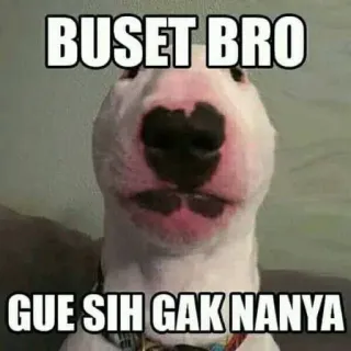 🗿 BUSET BRO
GUE SIH GAK NANYA dog, meme, funny, text, animal telegram sticker