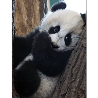 😌 Panda, Animal, Fofo, Bebê, Árvore, Vida selvagem, Natureza telegram sticker
