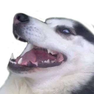 🐕 dog, husky, animal, pet, mammal telegram sticker