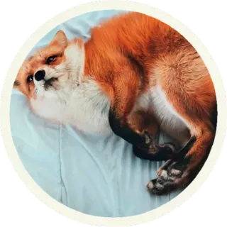 😐 vos, dier, oranje, schattig, slaperig, liggend telegram sticker