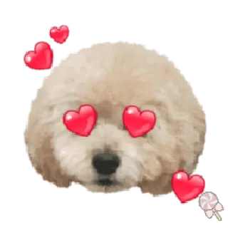 🐶 собака, сердечки, милый, любовь, щенок telegram sticker