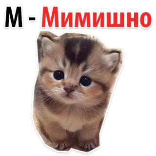 🦊 М-Мимишно 猫, 小猫, 可爱, 动物, 萌 whatsapp sticker