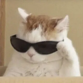 🐈 kucing, kacamata hitam, keren, hewan, hewan peliharaan, anak kucing telegram sticker