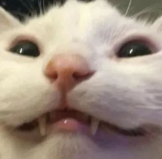 ‼️ Katze, lustig, Meme, Tier, weiß, Zähne telegram sticker