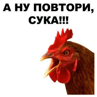 😡 А НУ ПОВТОРИ, СУКА!!! 鸡, 脏话, 俄语, 动物, 冒犯 whatsapp sticker