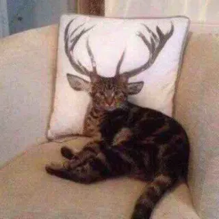 🦌 gatto, cervo, cuscino, animale, divertente, sedia whatsapp sticker