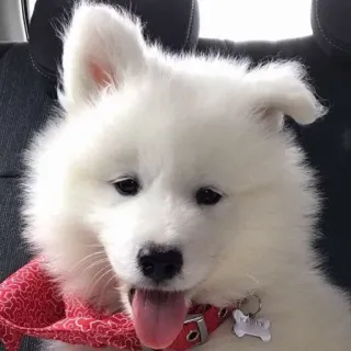 ❤️ Hund, Welpe, weißer Hund, süß, Tier, Samojede telegram sticker