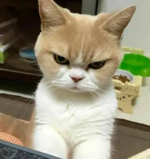 🌚 แมว, ขี้หงุดหงิด, สัตว์, สัตว์เลี้ยง, สัตว์ตระกูลแมว, น่ารัก telegram sticker