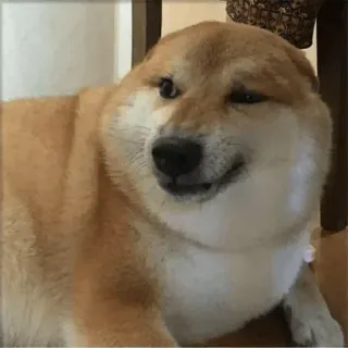 🤨 chien, shiba inu, mème, drôle, animal, animal de compagnie telegram sticker