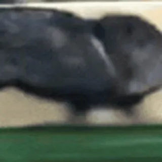 🏃