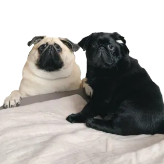 🥴 mops, pies, szczeniak, zwierzę domowe, słodki, zwierzęta telegram sticker