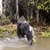 🐵