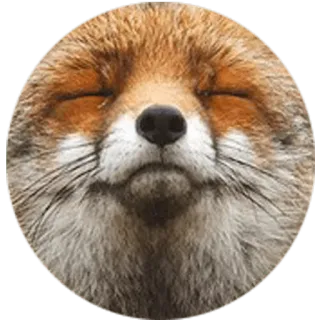🦊 fox, animal, cute, wildlife, mammal telegram sticker