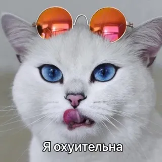 😌 Я охуительна 猫, サングラス, ミーム, ロシア, 面白い telegram sticker