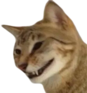 😁 cat, animal, pet, feline, meme, funny, scowling, expression telegram sticker
