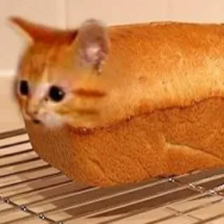 🙀 chat, pain, animal, drôle, mème, miche, cuit, humour telegram sticker
