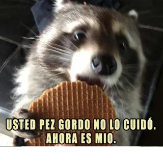 🐡 USTED PEZ GORDO NO LO CUIDÓ. AHORA ES MIO. rakun, hewan, meme, lucu, imut, makanan, wafel whatsapp sticker