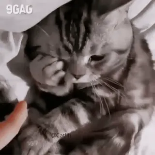 😒 gato, dedo medio, gracioso, animal, meme, lindo, gatito whatsapp sticker