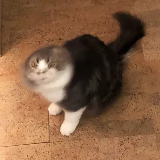👻 gato, animal de estimação, animal, gato doméstico, fofo, animal doméstico telegram sticker