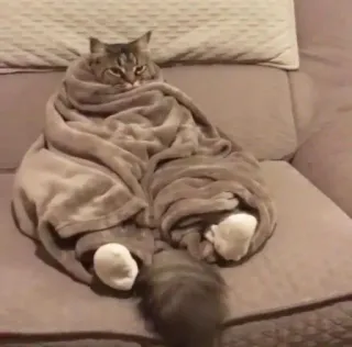 😴 cat, blanket, pet, cozy, animal whatsapp sticker