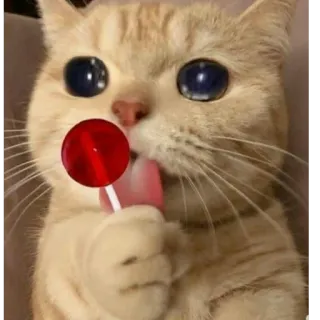 😢 kucing, permen lolipop, imut, hewan, hewan peliharaan, manis telegram sticker