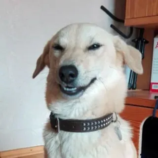 😏 chien, animal de compagnie, animal, portrait, sourire, sourire narquois telegram sticker