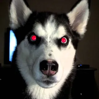 🤨 cane, husky, animale domestico, animale, occhi rossi, animale domestico telegram sticker