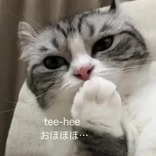 😏 tee-hee
おほほほ… cat, tee-hee, laugh, cute, animal whatsapp sticker