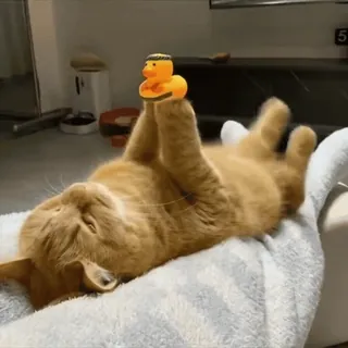 🥹 gato, pato de borracha, animal, animal de estimação, sono, fofo whatsapp sticker