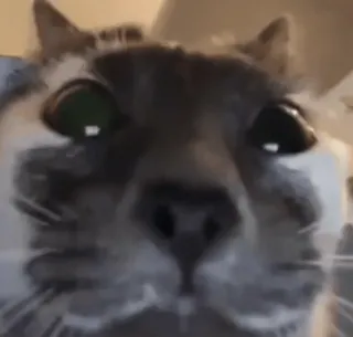 🌟 gatto, animale, animale domestico, animale domestico, mammifero, carino, faccia, occhi telegram sticker