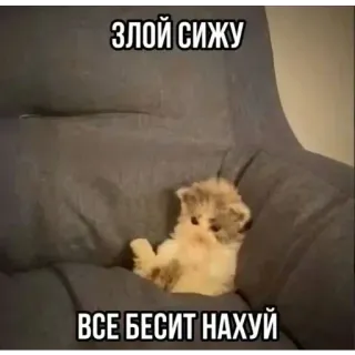 😡 ЗЛОЙ СИЖУ
ВСЕ БЕСИТ НАХУЙ cat, kitten, angry, offensive, swear word, meme telegram sticker