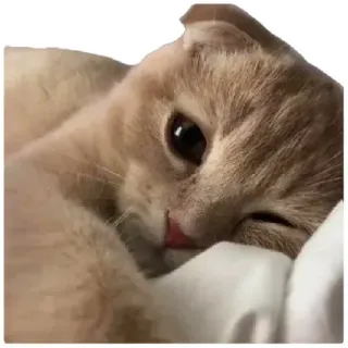 😍 cat, animal, pet, cute, domestic animal, feline, mammal telegram sticker