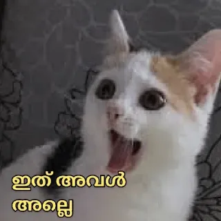 😅 ഇത് അവള് അല്ലെ? cat, shocked, surprised, funny, meme telegram sticker