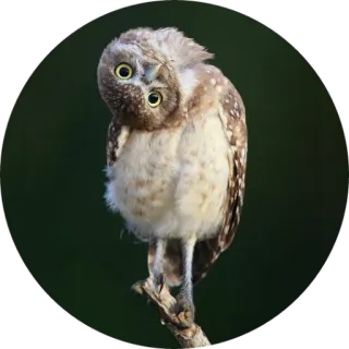 🦉 coruja, pássaro, animal, vida selvagem, fofo, natureza telegram sticker