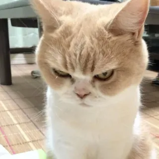 🖐 cat, feline, pet, animal, domestic cat, mammal telegram sticker